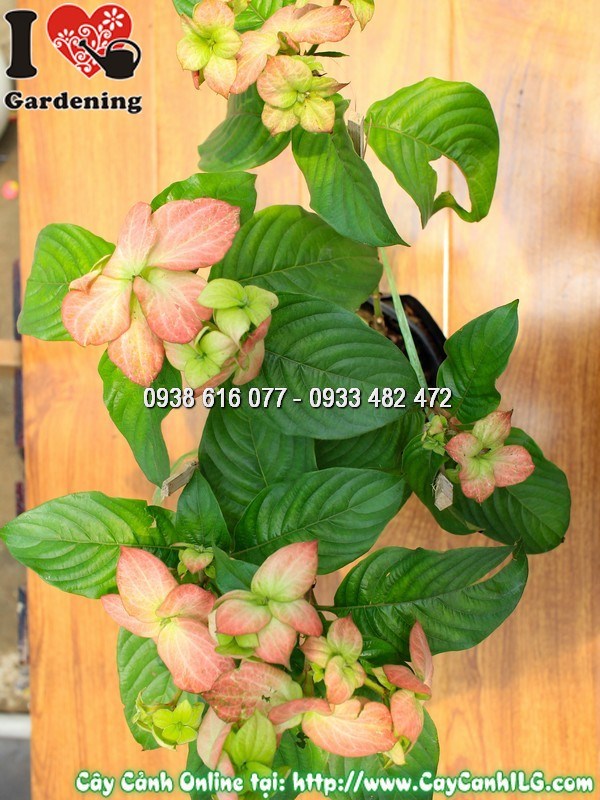 Mẹo kích hoa bướm hồng nở đẹp rực rỡ quanh năm