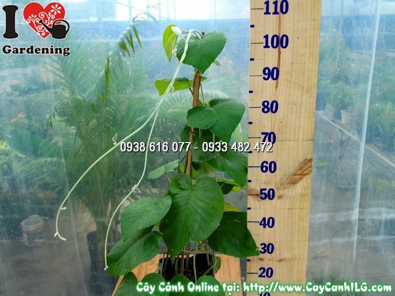 Cây cát đằng lá lớn cao 90cm hoa tím đẹp tại vườn ILG
