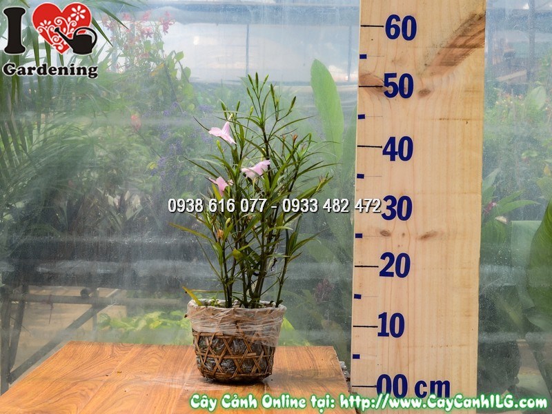 Cây chiều hồng cao 25 cm – cây cảnh hoa đẹp tại ILG