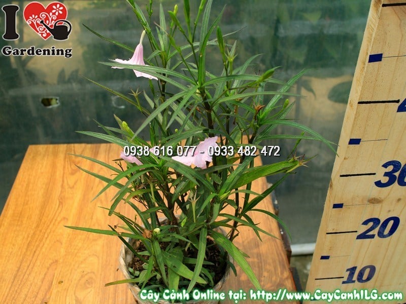 Cây Chiều Hồng chậu 25cm hoa tím hồng rực rỡ