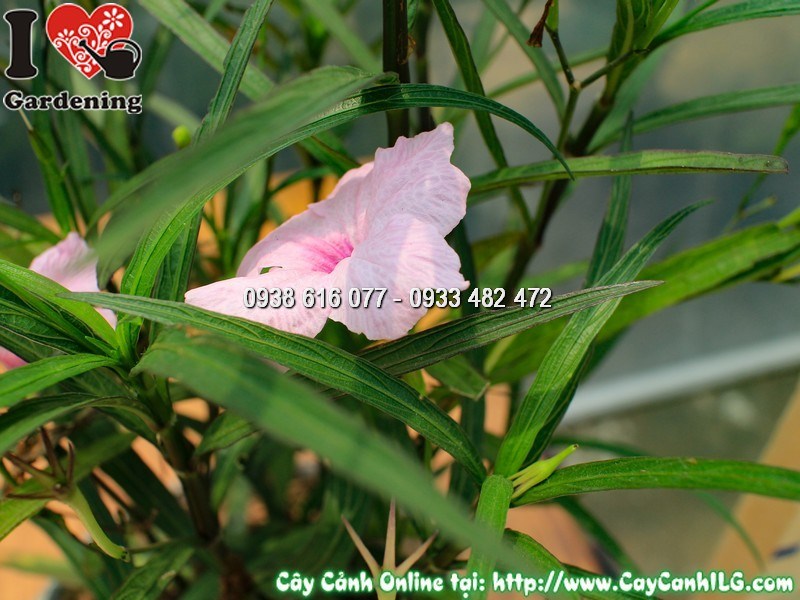 Cây chiều hồng Mẫu 1 – thích hợp trồng sân vườn, bồn hoa, cảnh quan công trình