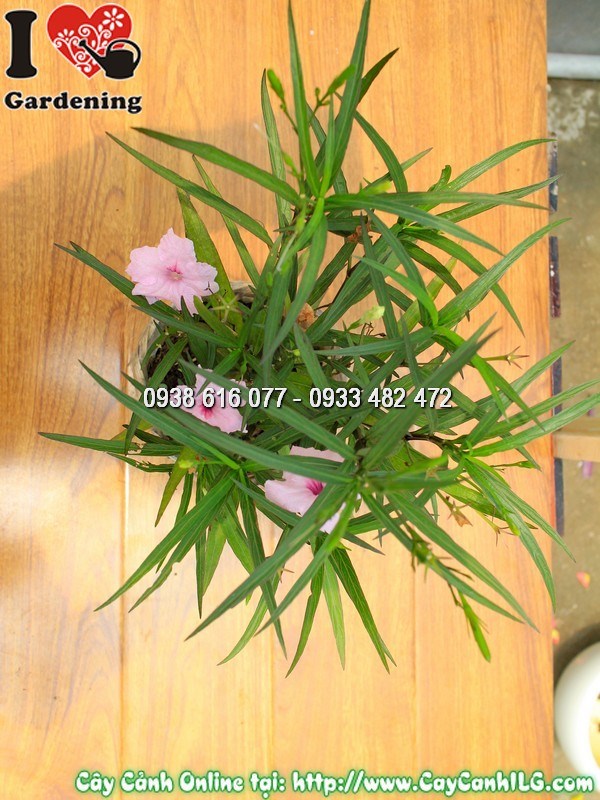 Hoa chiều hồng nở buổi sáng – sắc hồng dịu dàng, cánh mỏng mềm