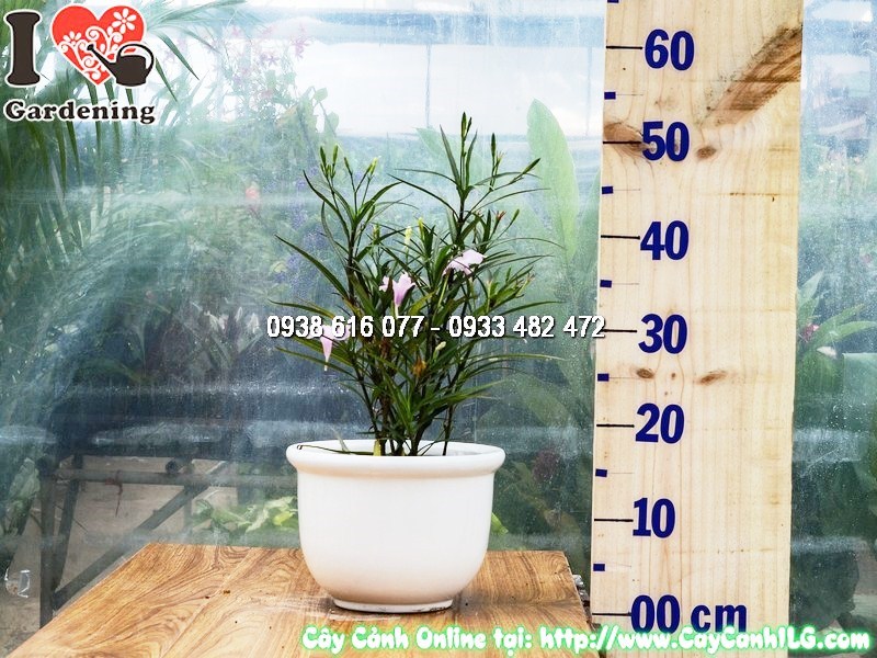 Cây Chiều Hồng hoa nở đẹp mẫu 2 chậu 25cm