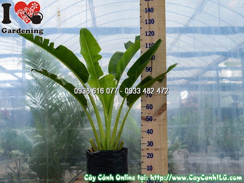 Hình ảnh cây chuối rẻ quạt cao 1m tại vườn ILG