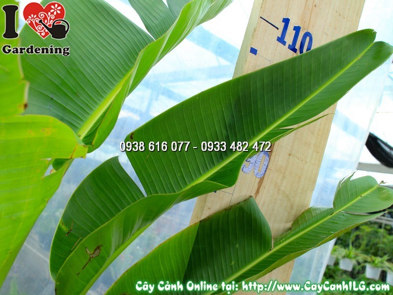 Cây chuối rẻ quạt 1m trong chậu – trang trí nội thất sang trọng
