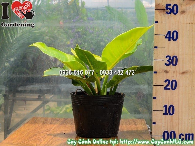 Cây trầu bà đế vương vàng cao 30 cm - cây nội thất sang trọng