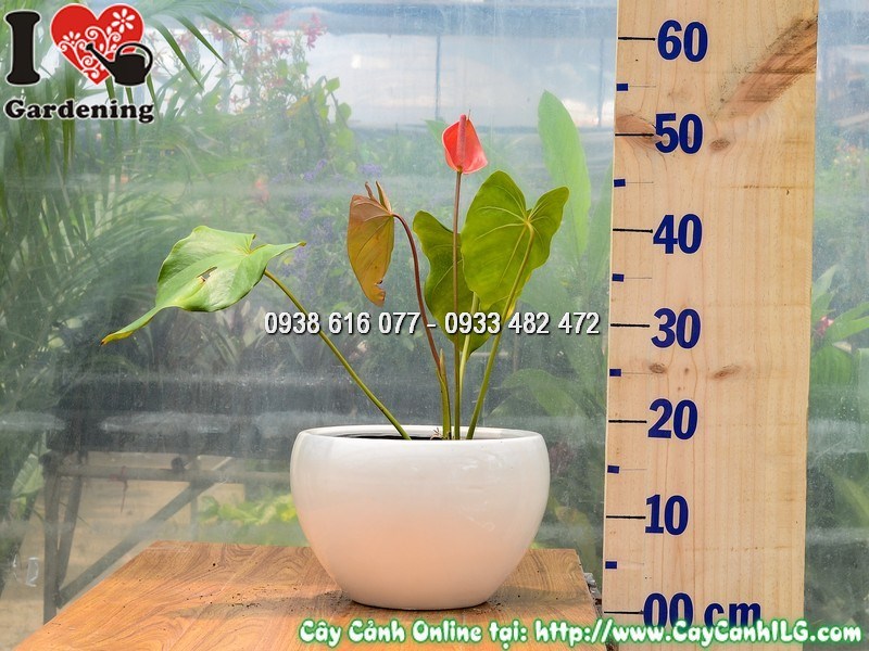 Chậu Đại Hồng Môn đỏ trang trí bàn làm việc và quầy lễ tân