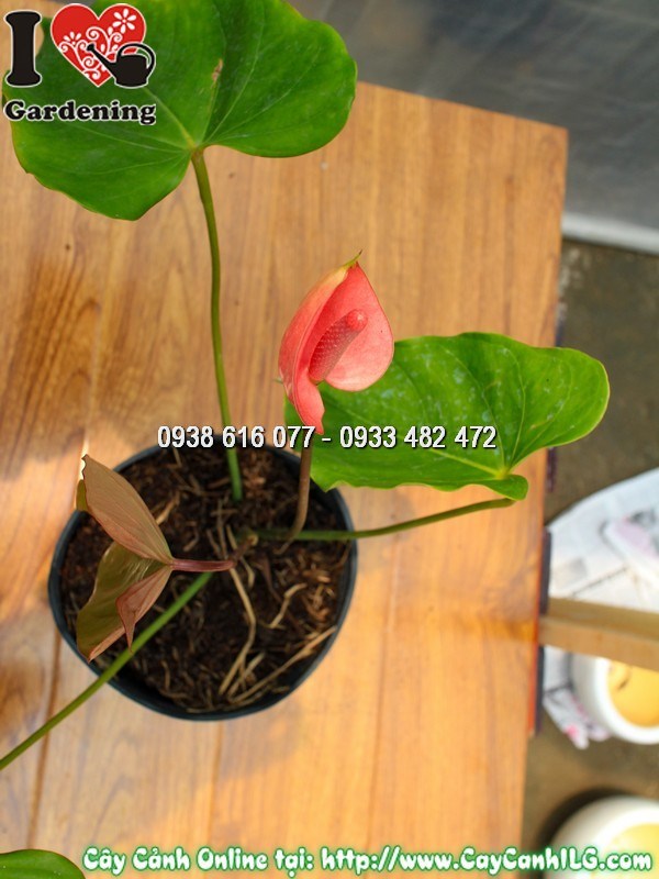 Chậu Đại Hồng Môn Hoa Đỏ Giống Mới Mẫu 2 - Dáng cây 30cm đặt bàn làm việc