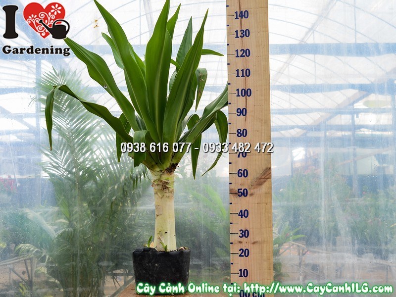 Cây Đại Tướng Quân - lá xanh bóng đẹp, thân mập