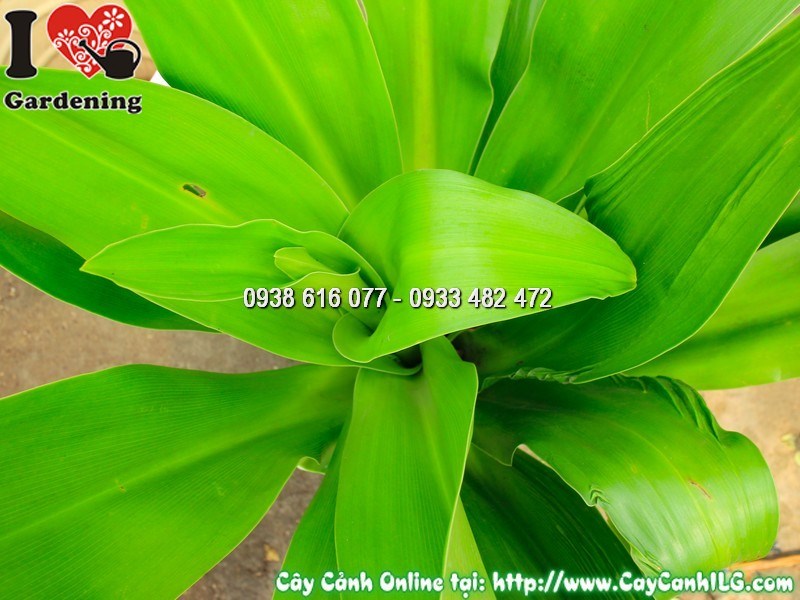 Cây Đại Tướng Quân dưới ánh nắng, lá xanh bóng đẹp