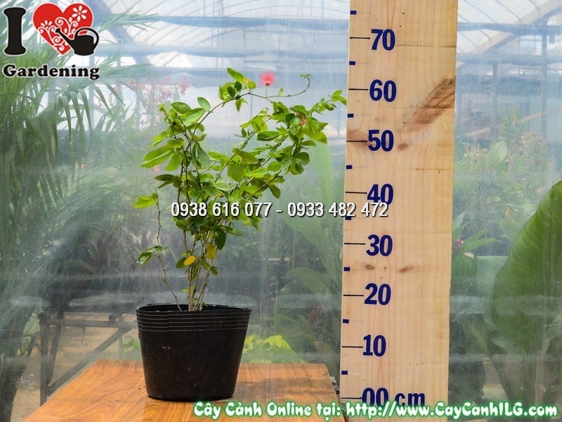 Cây Điệp Lào cao 50 cm hoa đỏ rực rỡ tại vườn ILG