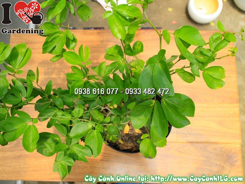 Hoa điệp lào đỏ rực nở rộ, chụp từ góc cao