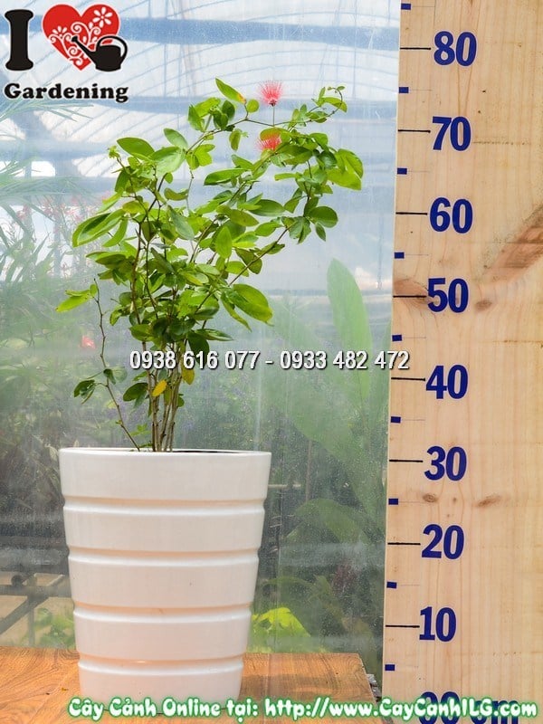 Chậu cây điệp lào hoa đỏ rực rỡ tại vườn ILG