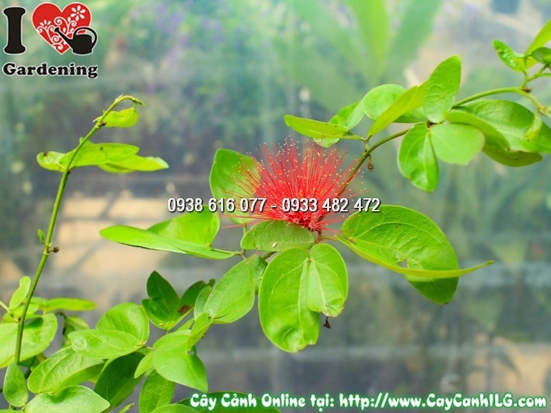 Hoa điệp lào đỏ dạng cầu bông đặc trưng, chụp cận cảnh