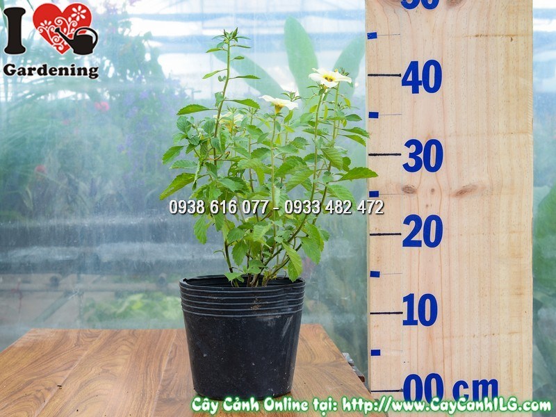 Cây đông hầu trắng cao 20 cm – cây bụi hoa trắng nền cảnh quan