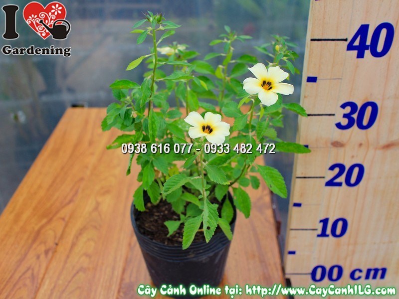 Cây đông hầu trắng 20cm – dễ trồng số lượng lớn cho cảnh quan công trình
