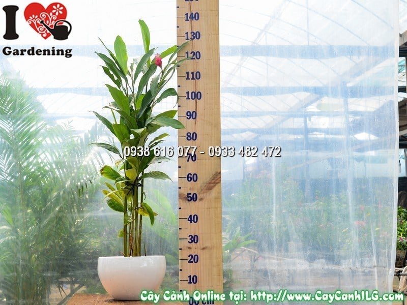Chậu cây hạnh phúc hoa đỏ cao 80 cm mẫu 1 – điểm nhấn màu đỏ rực rỡ