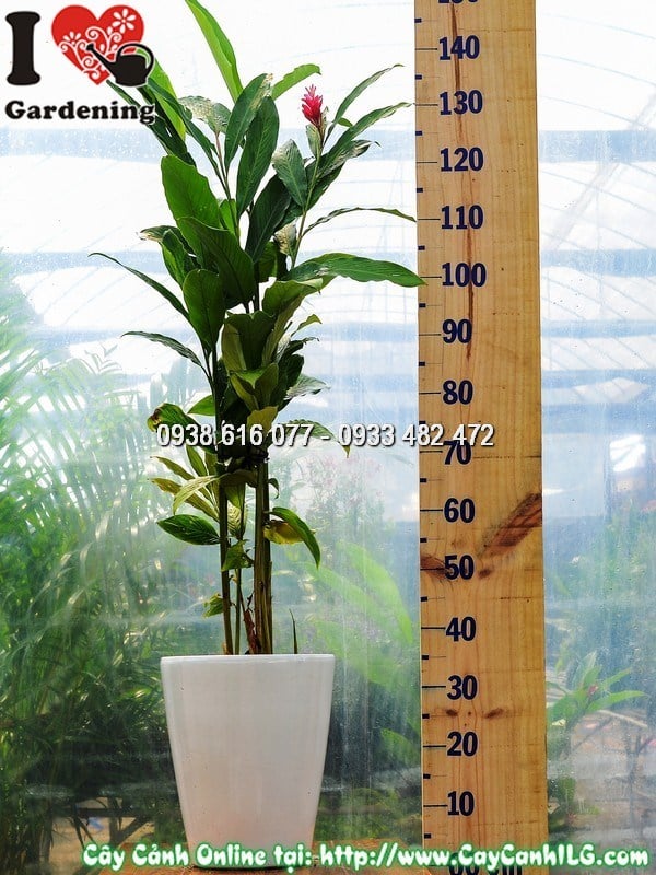Cây Hạnh Phúc Hoa Đỏ ra bông nhiều và đỏ đậm khi được kích hoa đúng cách