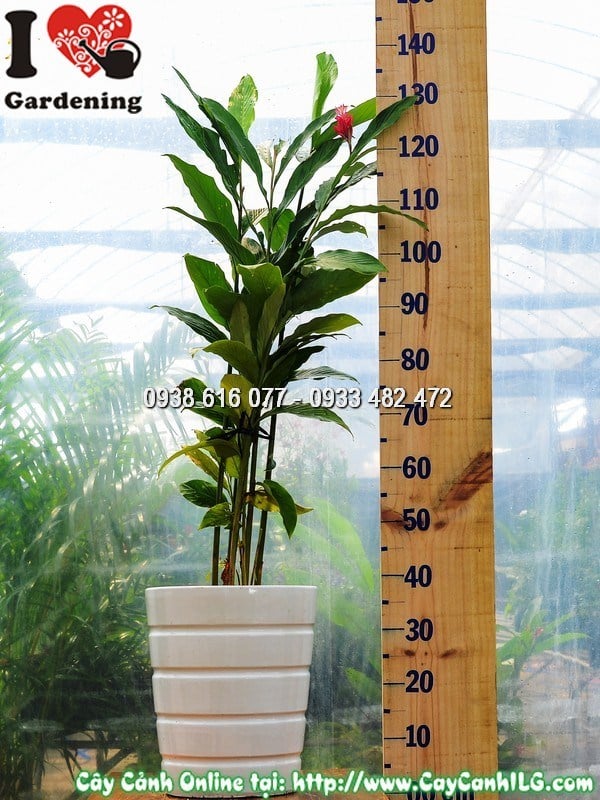 Hoa đỏ rực rỡ của cây Hạnh Phúc – đặc điểm nhận dạng nổi bật