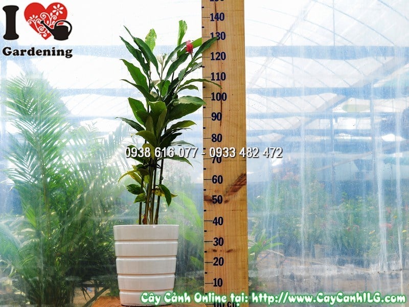 Chậu cây Hạnh Phúc Hoa Đỏ cao 80cm – ILG Vườn cây cảnh TP.HCM