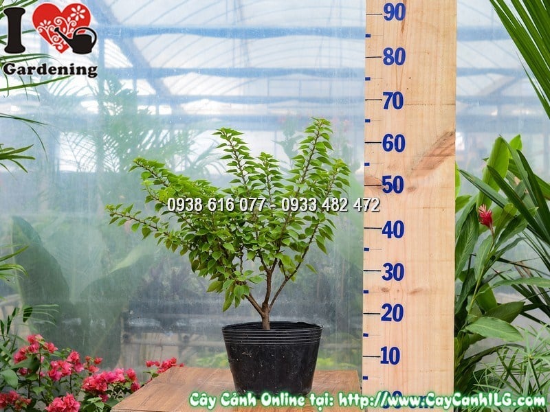 Cây hoa giấy Mỹ tán hoa rực rỡ tại vườn ILG