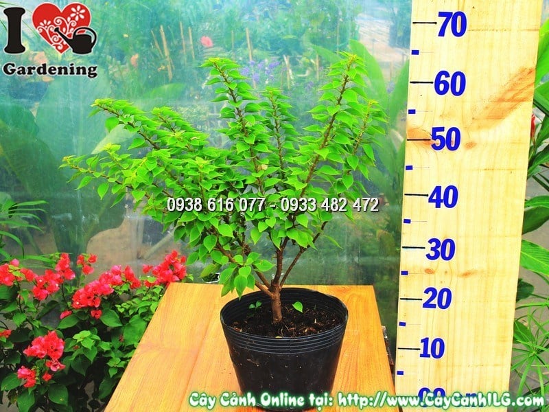 Hoa giấy Mỹ nở rực rỡ màu sắc tươi tắn