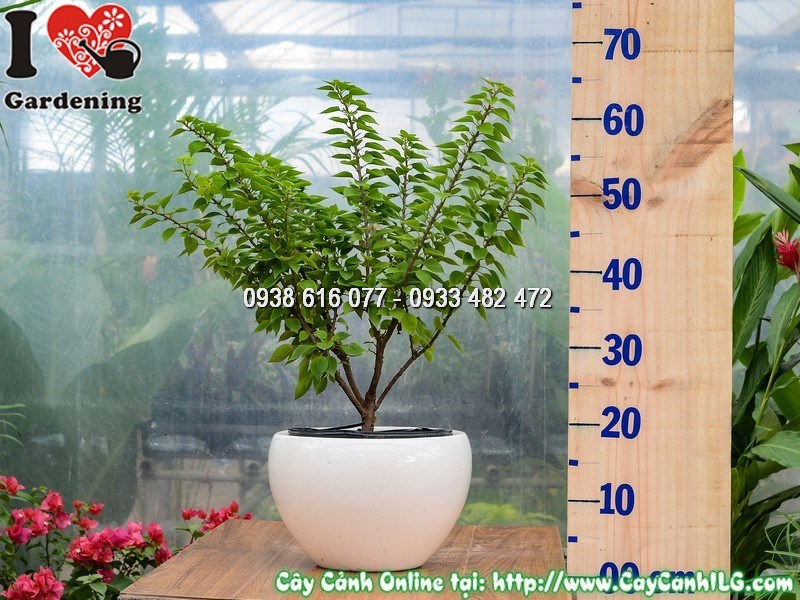Hoa giấy Mỹ ngoài nắng rực rỡ màu sắc