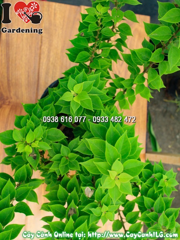 Hoa giấy Mỹ trồng chậu 50cm sắc nét rực rỡ
