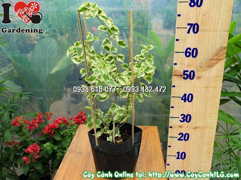 Chi tiết hoa giấy cẩm thạch nhiều màu sắc