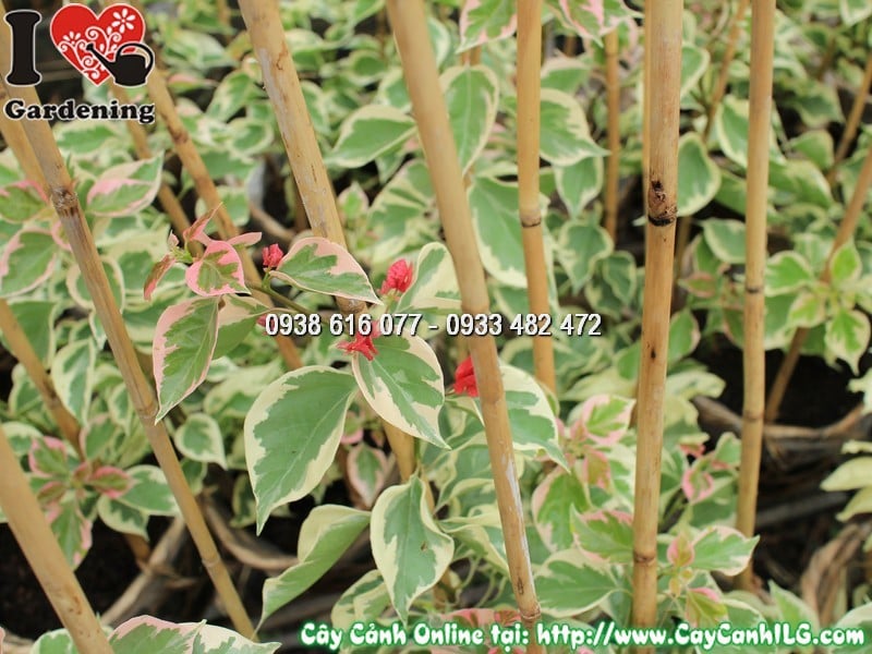 Cây hoa giấy cẩm thạch ứng dụng trang trí cảnh quan