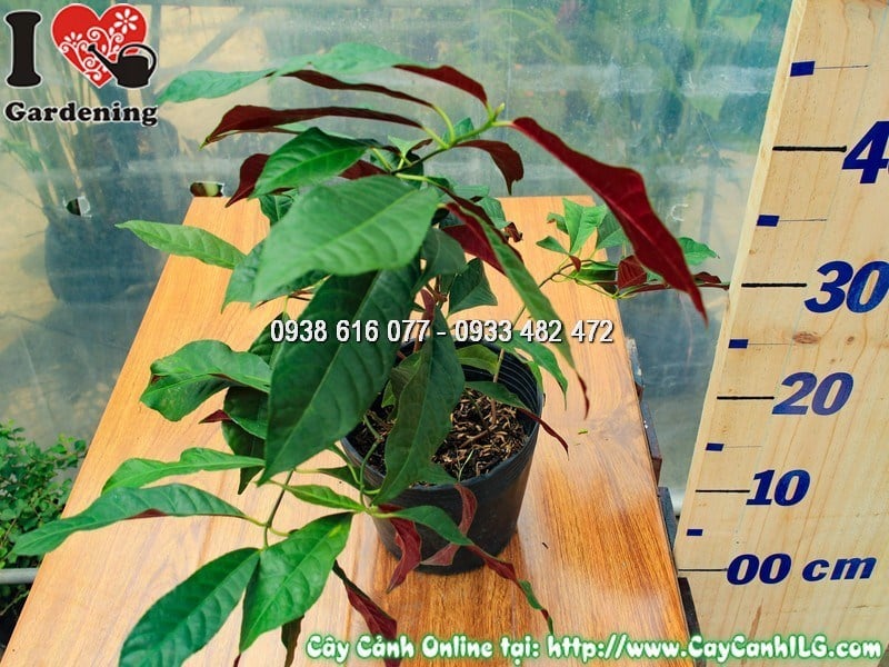 Lá hai màu đặc trưng của cây liễu hai da