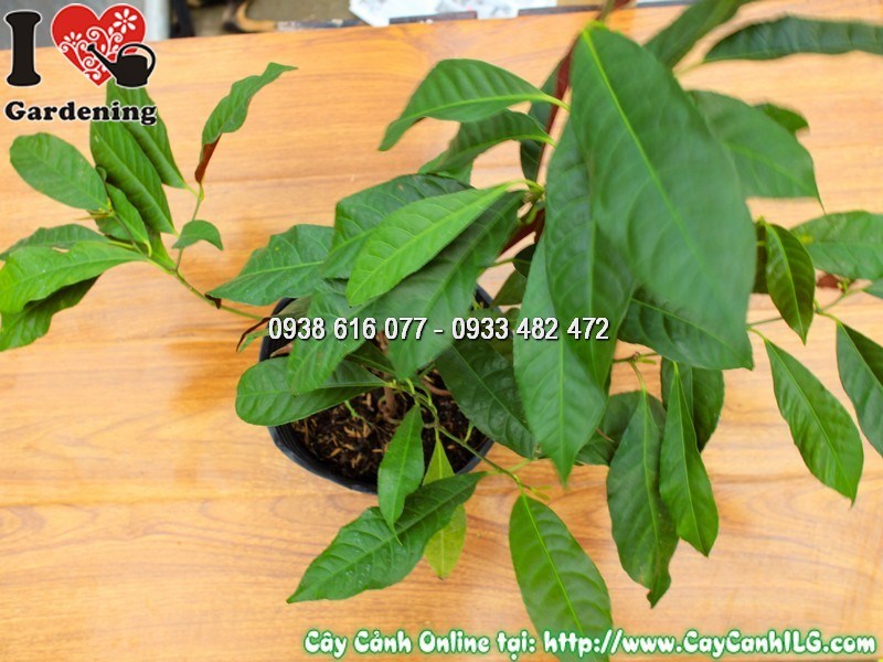 Cây liễu hai da – lá hai màu độc đáo, điểm nhấn cảnh quan đẹp mắt
