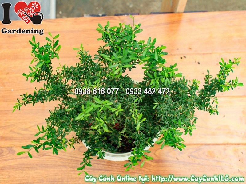 Dáng bonsai cổ thụ cây linh sam lá rí được tạo hình uốn cành