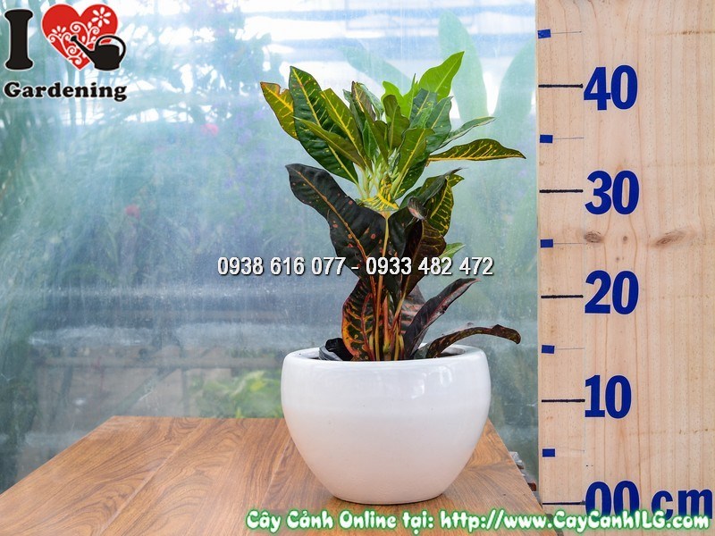 Chậu cây mít eo lá màu mẫu 1 - màu sắc lá rực rỡ tươi sáng