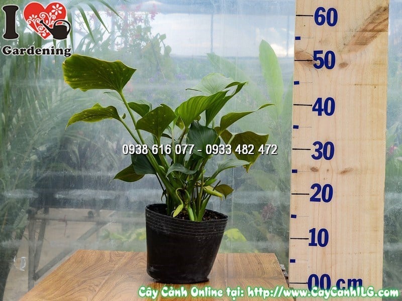 Cây môn thanh tâm cao 30 cm lá xanh đậm bóng mượt