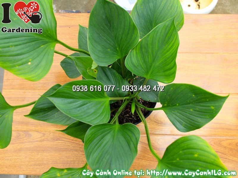 Cây môn Thanh Tâm trong chậu đẹp trang trí góc làm việc