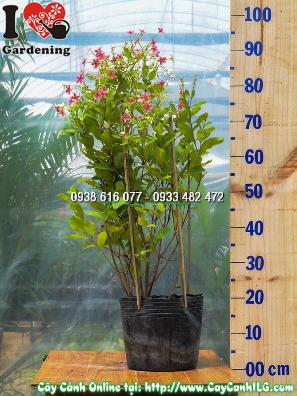 Cây trang leo đứng cao 70 cm hoa nở 3 màu đỏ trắng hồng
