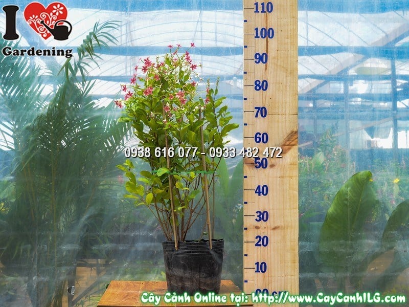 Cây trang leo đứng trồng viền lối đi sân vườn công ty
