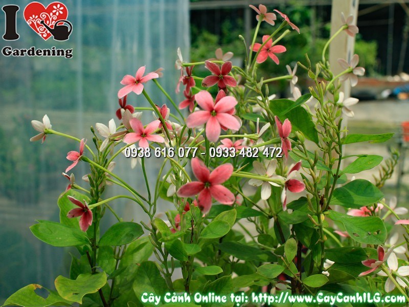 Chậu cây trang leo đứng Mẫu 2 – trang trí sân vườn ngoại thất