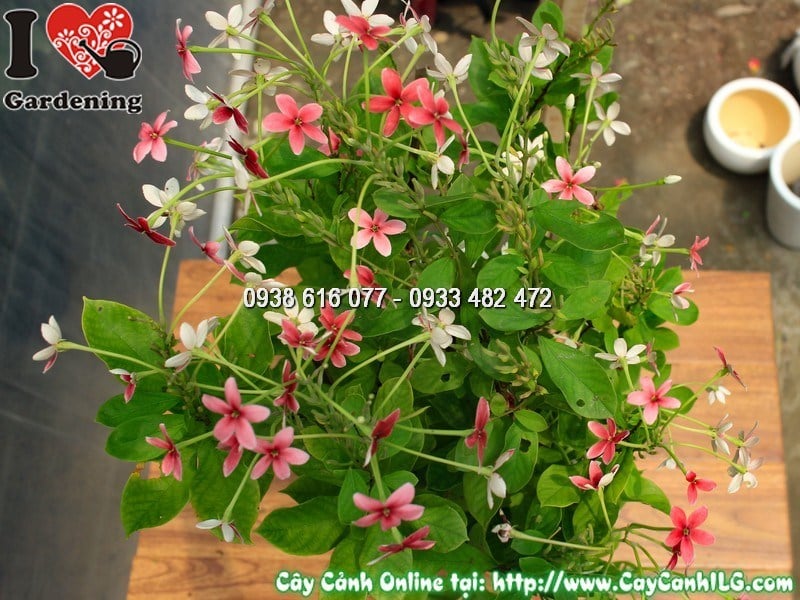 Hoa cây trang leo đứng 70cm Mẫu 2 – 3 màu đỏ trắng hồng đặc trưng
