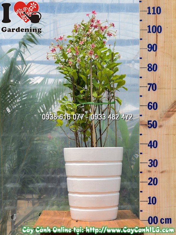 Cây Trang Leo Đứng Sử Quân Tử hoa đẹp tại vườn ILG