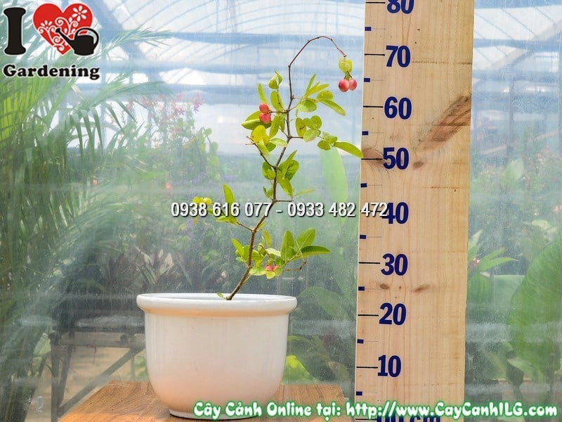 Chậu cây si rô cao 40 cm đã ra trái mẫu 2 - quả đỏ mọng rực rỡ