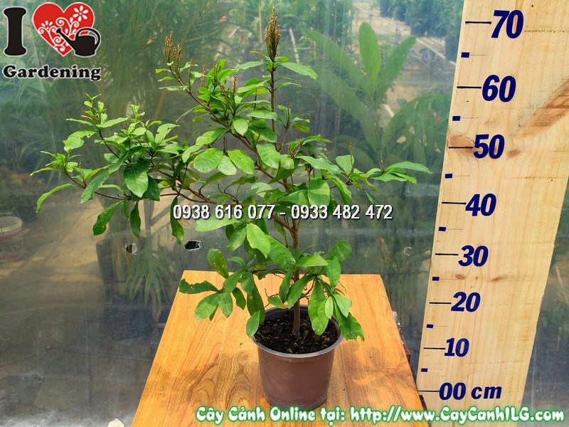 Cây thần kỳ cao 40cm - kích thước nhỏ gọn dễ trồng trong chậu
