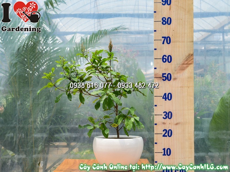 Chậu cây thần kỳ cao 40cm mẫu 1 - cây xanh khoẻ mạnh