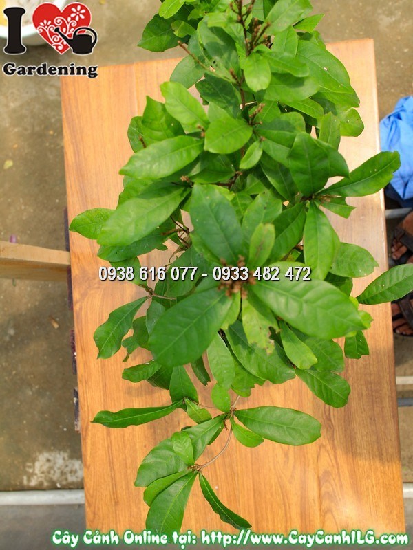 Chậu cây thần kỳ mẫu 2 cao 40cm quả đỏ tươi đẹp