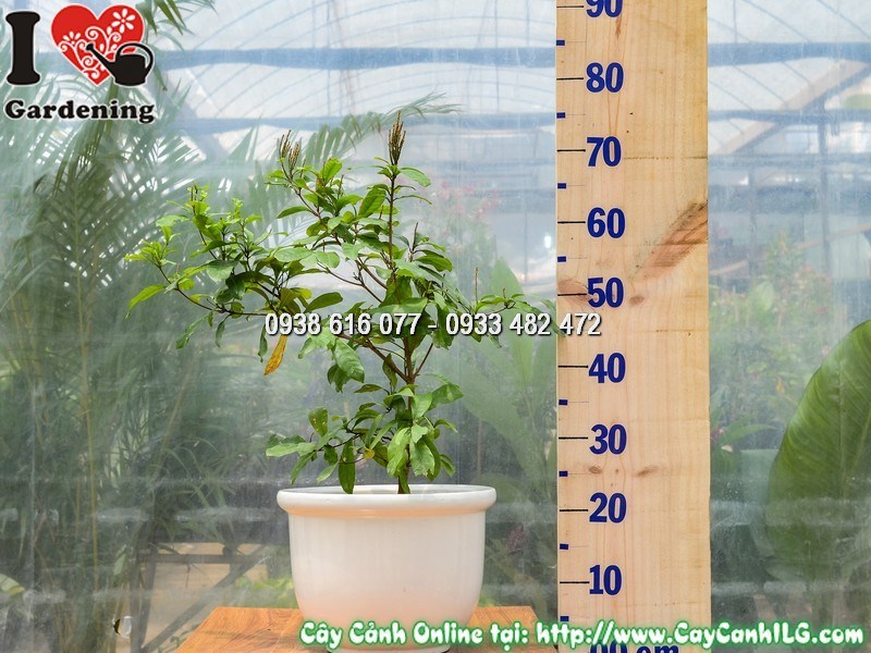 Chậu cây thần kỳ cao 40 cm mẫu 2 tán lá xanh và quả đỏ đẹp mắt