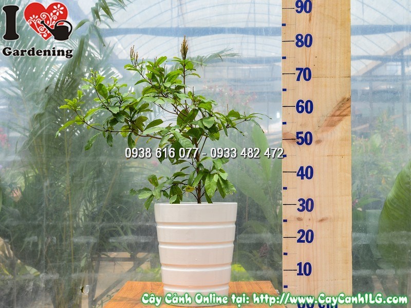 Chậu Cây Thần Kỳ Cao 40 cm Mẫu 4 - tán lá xanh sum xuê, quả đỏ bắt mắt