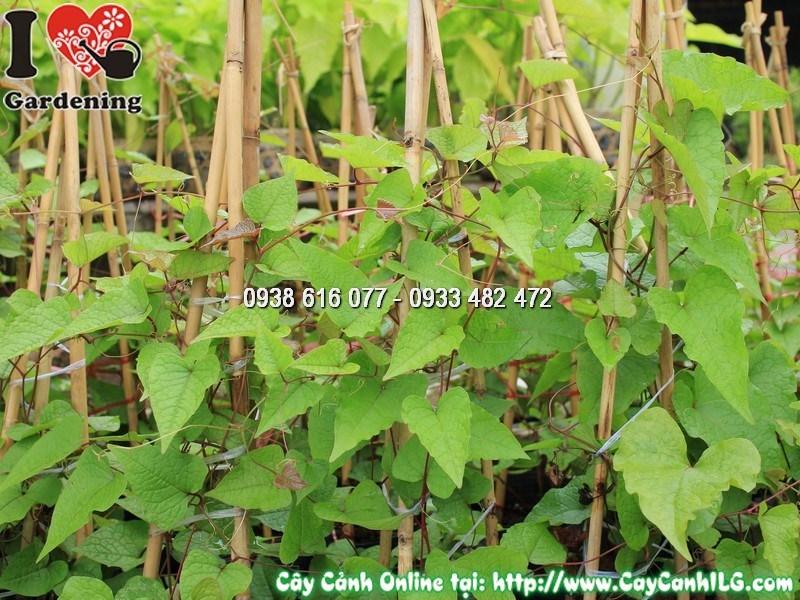 Chậu cây hoa Tigon mẫu 1 – cây giống chất lượng cao tại ILG