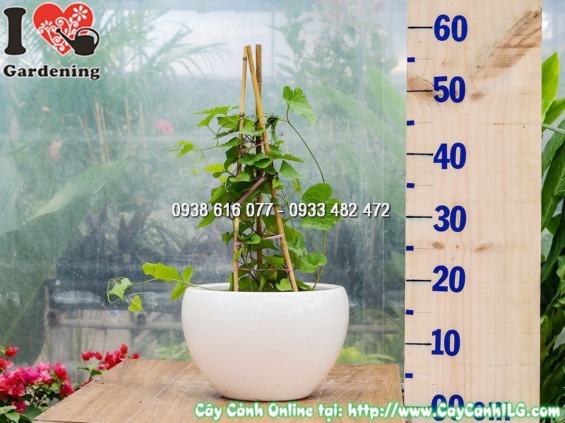 Chậu cây hoa Tigon mẫu 1 – đã leo giàn, sẵn sàng ra hoa