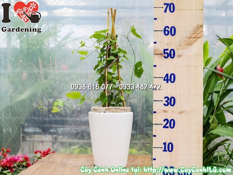 Chậu cây hoa Tigon leo – hoa hồng rực rỡ tại vườn ILG
